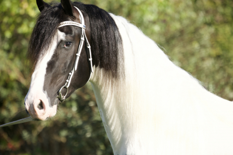 HorseID: 2302017 MAXIMUS - PhotoID: 1084076