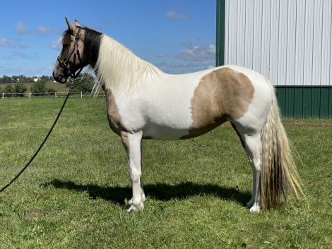 HorseID: 2302018 Giada's Twisted Desire - PhotoID: 1084077