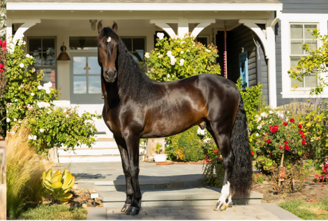 HorseID: 2302019 ARTESANO DE ROMERO - PhotoID: 1084083