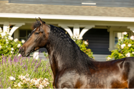 HorseID: 2302019 ARTESANO DE ROMERO - PhotoID: 1084751