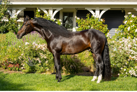 HorseID: 2302019 ARTESANO DE ROMERO - PhotoID: 1084752