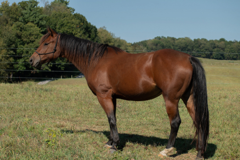 HorseID: 2302024 Lady Zen Oakie - PhotoID: 1084085