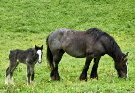 HorseID: 2302026 SD Navy Girl and filly - PhotoID: 1084087