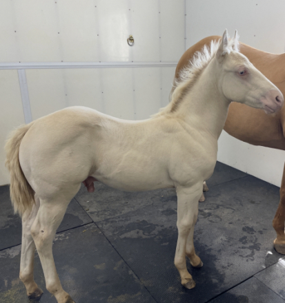 HorseID: 2302029 Shiner - PhotoID: 1084088