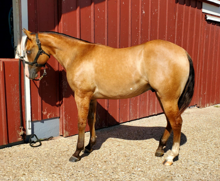 HorseID: 2302031 STR Stars Align - PhotoID: 1084089