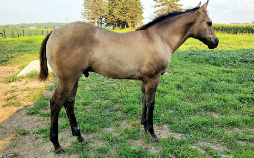 HorseID: 2302032 STR Busy BN Royal - PhotoID: 1084090