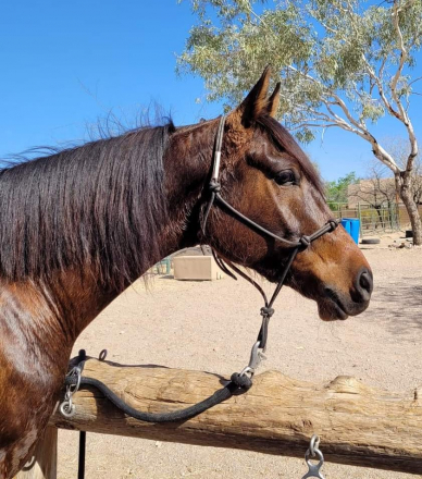 HorseID: 2302033 KT Dark Vader - PhotoID: 1084095