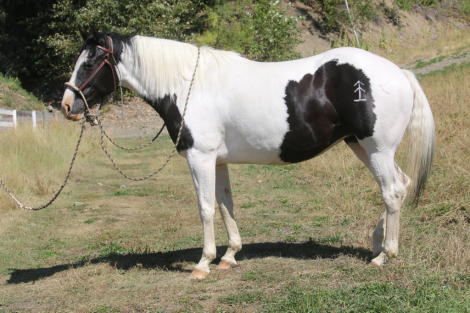 HorseID: 2302035 Teddys Bliss - PhotoID: 1084092