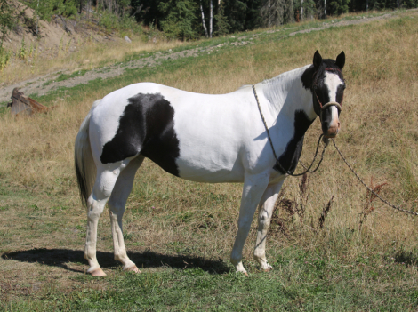 HorseID: 2302035 Teddys Bliss - PhotoID: 1084093