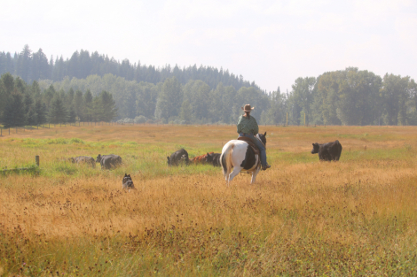 HorseID: 2302035 Teddys Bliss - PhotoID: 1084094