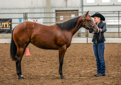 HorseID: 2302036 Joes My Hickory - PhotoID: 1084096