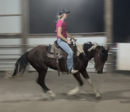 HorseID: 2302038 Ducky - PhotoID: 1084097