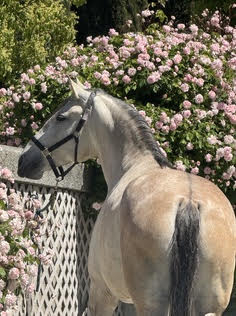 HorseID: 2302039 Ophelia - PhotoID: 1084101