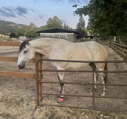 HorseID: 2302039 Ophelia - PhotoID: 1084102