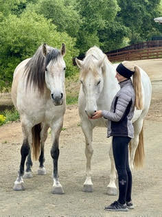 HorseID: 2302039 Ophelia - PhotoID: 1084103