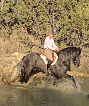 HorseID: 2302042 dePlumm's Maverick - PhotoID: 1096187
