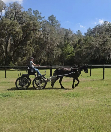 HorseID: 2302042 dePlumm's Maverick - PhotoID: 1096188