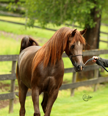 HorseID: 2302047 AANDREYA - PhotoID: 1084099