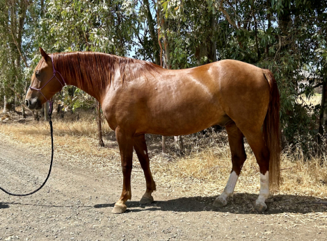 HorseID: 2302049 Sir Pumpkin - PhotoID: 1084115