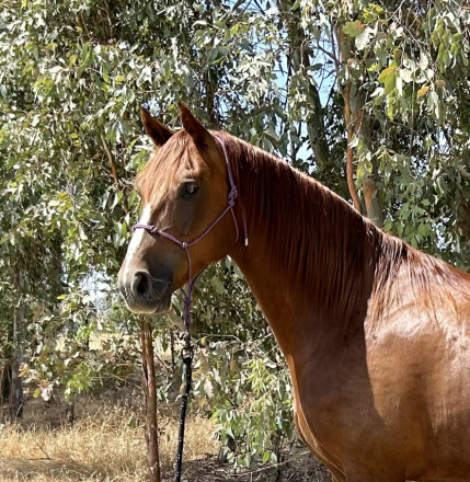 HorseID: 2302049 Sir Pumpkin - PhotoID: 1084116