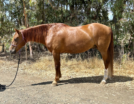 HorseID: 2302049 Sir Pumpkin - PhotoID: 1084117