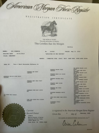 HorseID: 2302049 Sir Pumpkin - PhotoID: 1084118