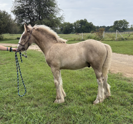 HorseID: 2302054 Briar Rose Rikki’s Silver Legacy - PhotoID: 1084133