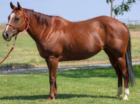 HorseID: 2302056 Shorty J Badger - PhotoID: 1084128