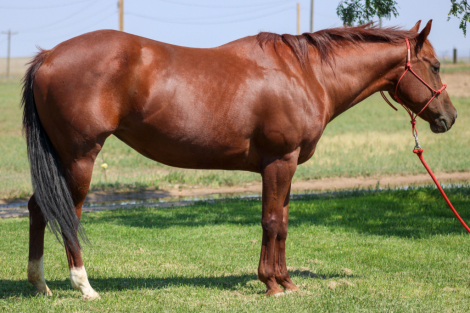 HorseID: 2302056 Shorty J Badger - PhotoID: 1084129