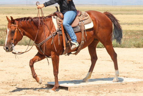 HorseID: 2302056 Shorty J Badger - PhotoID: 1084130