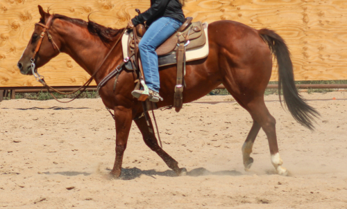 HorseID: 2302056 Shorty J Badger - PhotoID: 1084131