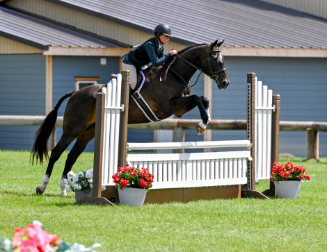 HorseID: 2302061 Black Canaveral - PhotoID: 1084132