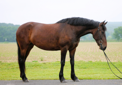 HorseID: 2302066 Gayle - PhotoID: 1084619