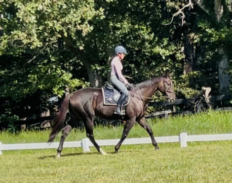 HorseID: 2302070 New York Panther SOLD - PhotoID: 1084136