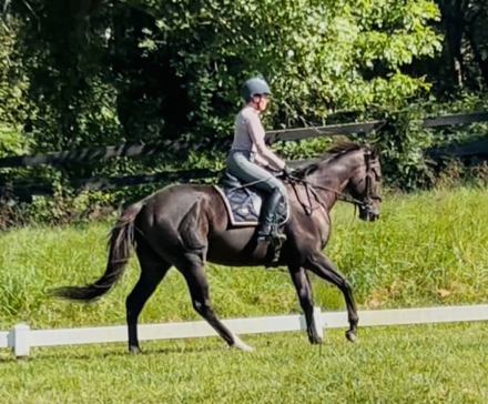 HorseID: 2302070 New York Panther SOLD - PhotoID: 1084137