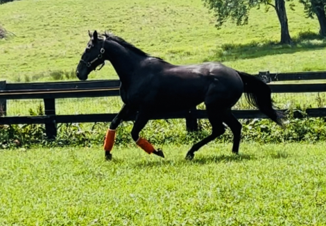 HorseID: 2302070 New York Panther SOLD - PhotoID: 1084138