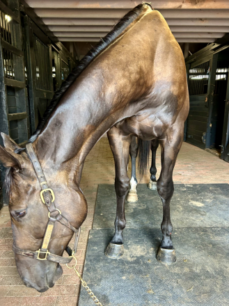 HorseID: 2302070 New York Panther SOLD - PhotoID: 1084139