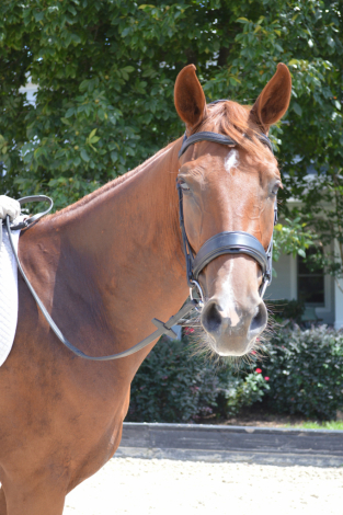 HorseID: 2302075 Indian Bell KP - PhotoID: 1084151