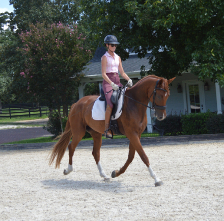 HorseID: 2302075 Indian Bell KP - PhotoID: 1084152