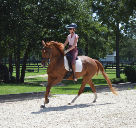 HorseID: 2302075 Indian Bell KP - PhotoID: 1084153