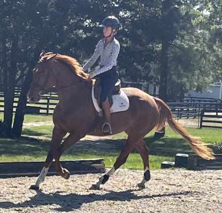 HorseID: 2302076 Shakira IB - PhotoID: 1084155