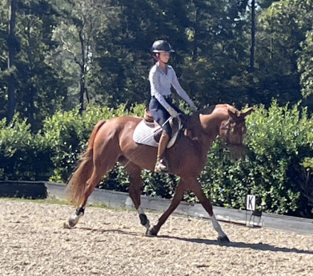 HorseID: 2302076 Shakira IB - PhotoID: 1084156