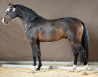 HorseID: 2302076 Shakira IB - PhotoID: 1084157