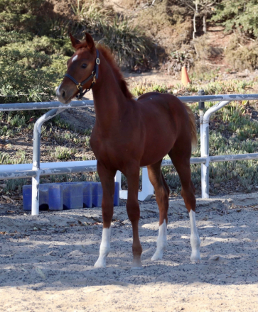 HorseID: 2302076 Shakira IB - PhotoID: 1084158