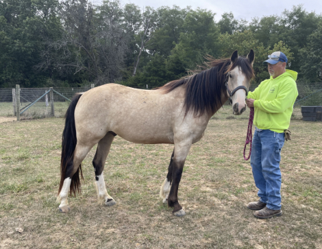 HorseID: 2302082 Finn McCool - PhotoID: 1084160