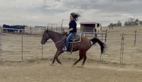 HorseID: 2302086 Annie - PhotoID: 1084161