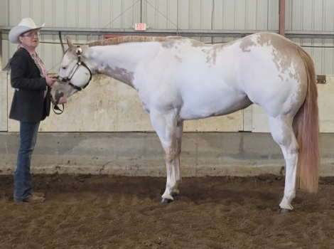 HorseID: 2302088 ADDICTDTOTHEWHITESTUF - PhotoID: 1084162