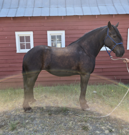 HorseID: 2302089 Stillwater Gem's Black Thunder - PhotoID: 1084165