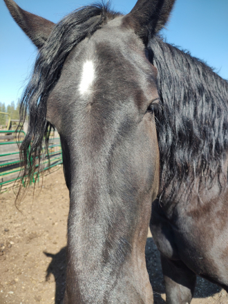 HorseID: 2302089 Stillwater Gem's Black Thunder - PhotoID: 1084166