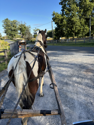 HorseID: 2302097 Barbie - PhotoID: 1084178